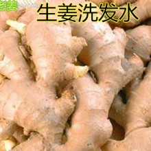 无硅油生姜洗发水 固发生发控油焗油止痒洗发露 纯手工加工熬制