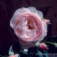 浓香月季苗专卖*蓝河*大花月季花苗/盆栽香水月季切花月季苗